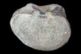 Dimetrodon Carpal Bone - Texas Red Beds #69455-1